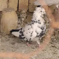 کبوتر|پرنده|اصفهان, ارداجی|دیوار