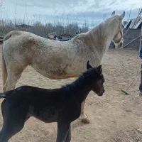 مادیان ۸ساله ترکی با کره مادیان دو روزه