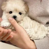توله سگ جیبی عروسکی مالتیز شیتزو پودل|سگ|تهران, جنت‌آباد جنوبی|دیوار