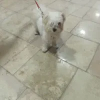 سگ خانگی نژاد شیتزو