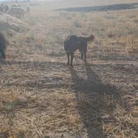 سگ لاس گله قهدریجون