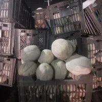 جانا درجه یک شیرین و آبدار ۲۰۰۰۰بار تازه