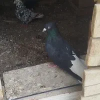 سلام دم سفید برای فروش اشغل با کوهی دم سفید