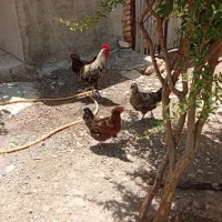 خروس