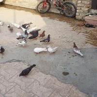 کبوتر بپر|پرنده|میناب, |دیوار