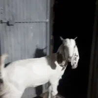 کره ۸ماهه پاکستانی اصل مادر شیری|حیوانات مزرعه|رفسنجان, |دیوار