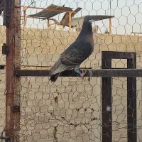 پرنده خوب|پرنده|برازجان, |دیوار