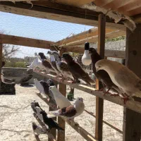 کبوتر|پرنده|کرج, گلدشت|دیوار