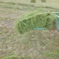 یونجه اورم اول