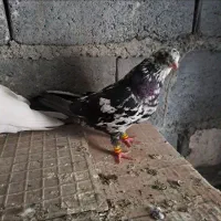کبوتر|پرنده|میناب, |دیوار