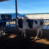 کار در گاوداری شیردوشی