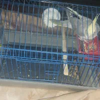 طوطی عروس دستی باقفس|پرنده|محمدیه-قزوین, |دیوار