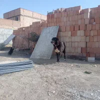 سگ اصیل ماده