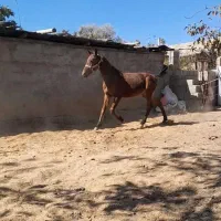 کره نریون خالص دره شور|اسب و تجهیزات اسبسواری|پاسارگاد, |دیوار