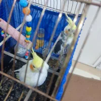 عروس هلندی دست مو|پرنده|اشنویه, |دیوار