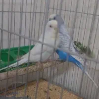 مرغ عشق با ۲ عدد جوجه