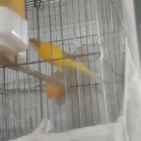 قناری وعروس هلندی