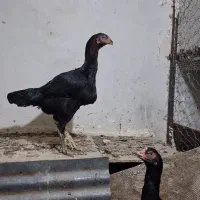 مرغ و خروس لاری