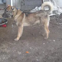 واگذاری سه تا. سگ گله ای