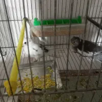 عروس نرم خور