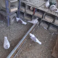 کبوترساعتی درجه یک بهترین خال|پرنده|اصفهان, ارغوانیه|دیوار