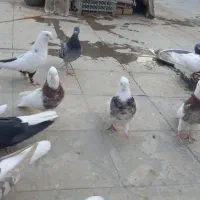 فروش فوری کبوتر طوق شازده جفتی.شهری.مسافتی|پرنده|شیراز, پانصد دستگاه ارتش|دیوار