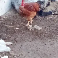 خروس گردن لخت|حیوانات مزرعه|گمیشان, |دیوار