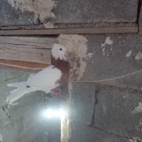 دو عدد طوقی