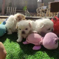 توله پکنیز نر و ماده|سگ|فردیس, قریشی|دیوار