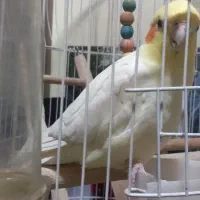 عروس هلندی نر