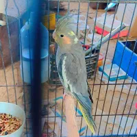 عروسک عروس هلندی