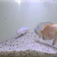 آکواریوم شیشه خم|ماهی|دوگنبدان, |دیوار