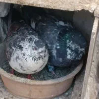کبوتر سوسکی