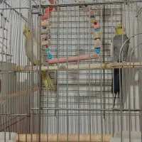 عروس هلندی|پرنده|باسمنج, |دیوار