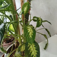 گل دفین باخیا آپارتمانی|گل و گیاه طبیعی|مشهد, شهید معقول|دیوار