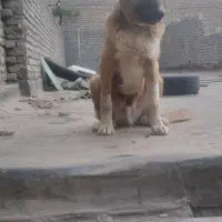 سگ گمشده