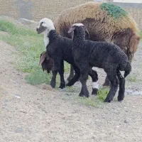 2راس میش غزل افشار دوقلو زا جوون