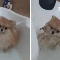 پامرانین|سگ|قم, بکایی|دیوار