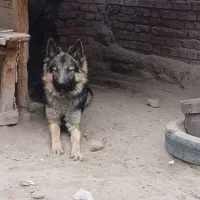 ژرمن شپرد مو بلند|سگ|گوگان, |دیوار