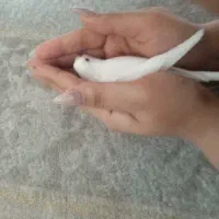 مرغ عشق هلندی