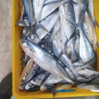 ماهی فروشی صیاد|خوردنی و آشامیدنی|فولادشهر, فولادشهر|دیوار