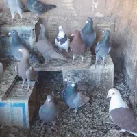 فروش حدوداً ۲۵عدد کبوتر پلاکی و دورگ|پرنده|مبارکه, |دیوار