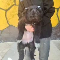 سگ لاس بدردبخور