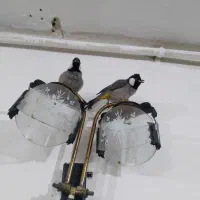 سهره اهوازی