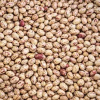 لوبیا چیتی درجه یک کالا برگی - زیر قیمت کل بازار