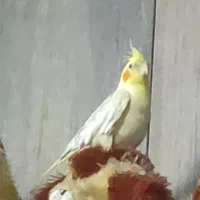 گمشده فوری طوطس عروس