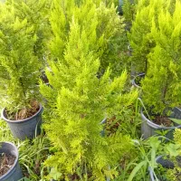 لافسون سطل ۳ کامیس سطل ده وهفت|عمدهفروشی|کتالم و سادات شهر, |دیوار