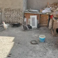 مرغ شاخدار|حیوانات مزرعه|صباشهر, |دیوار