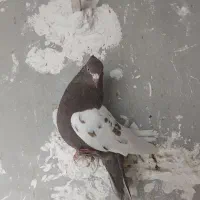 کفتر فروشی|پرنده|شیروان (خراسان), |دیوار