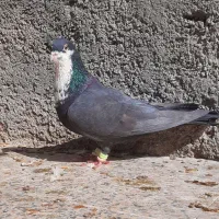 کبوتر نقش و رنگی